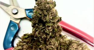 CBD Hemp Frost Genetics