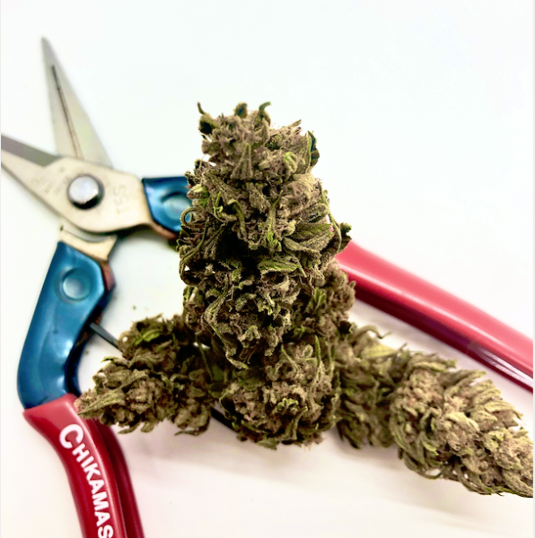 Frost Genetics CBD | Hemp — Wholesale + Retail Products